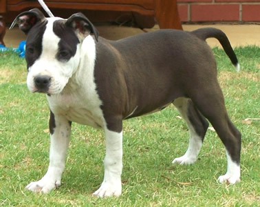 DDDawgs Last Fandango